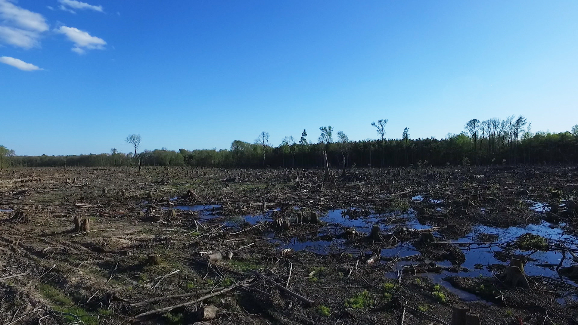 Кадр из&nbsp;проекта «Burned: Are Trees the New Coal?». Сплошная вырубка компании Enviva, Северная Каролина