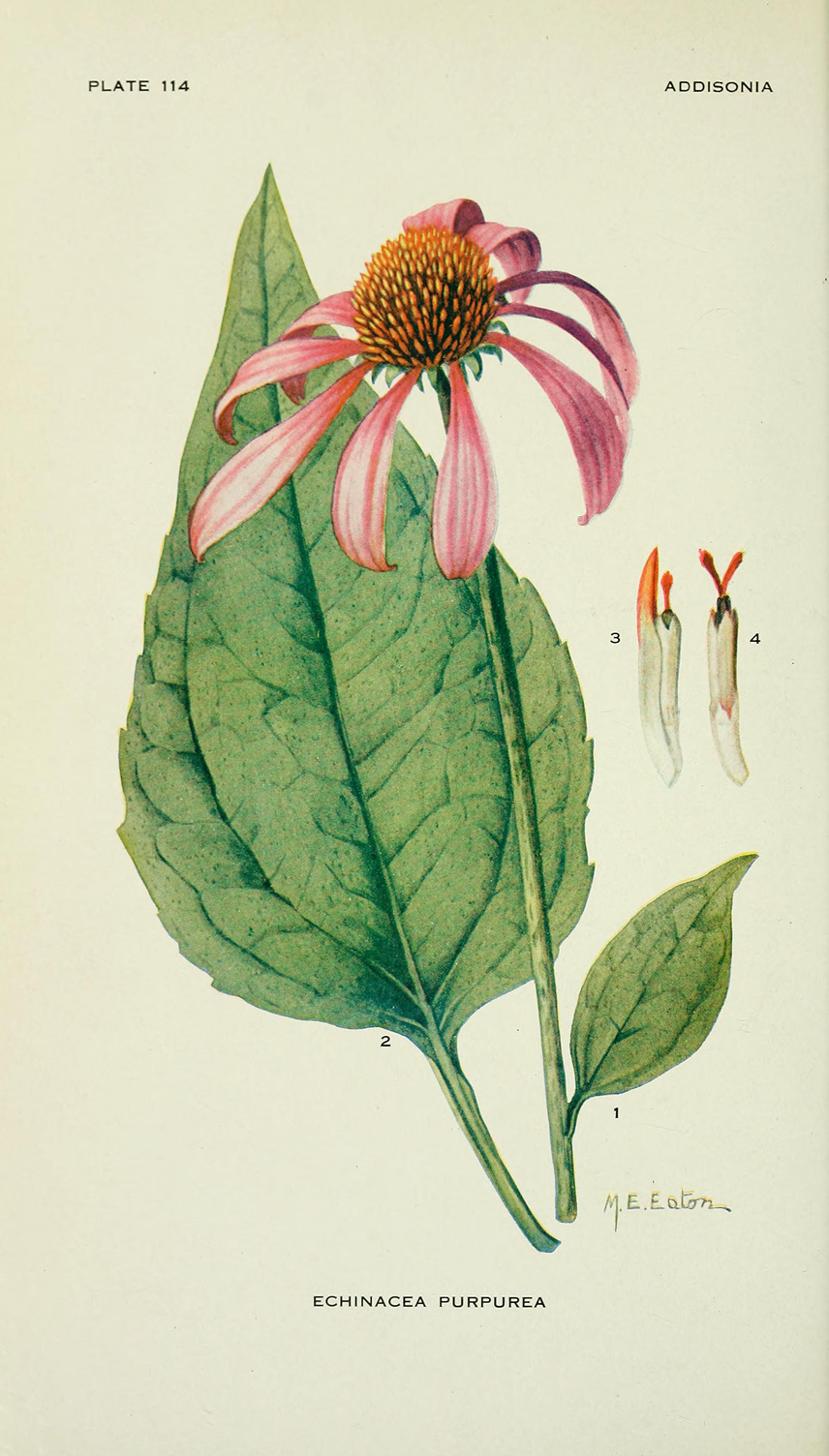 By New York Botanical Garden — https://www.flickr.com/photos/internetarchivebookimages/16585225938/Source book page: https://archive.org/stream/addisoniacolored03newy/#page/n137/mode/1up