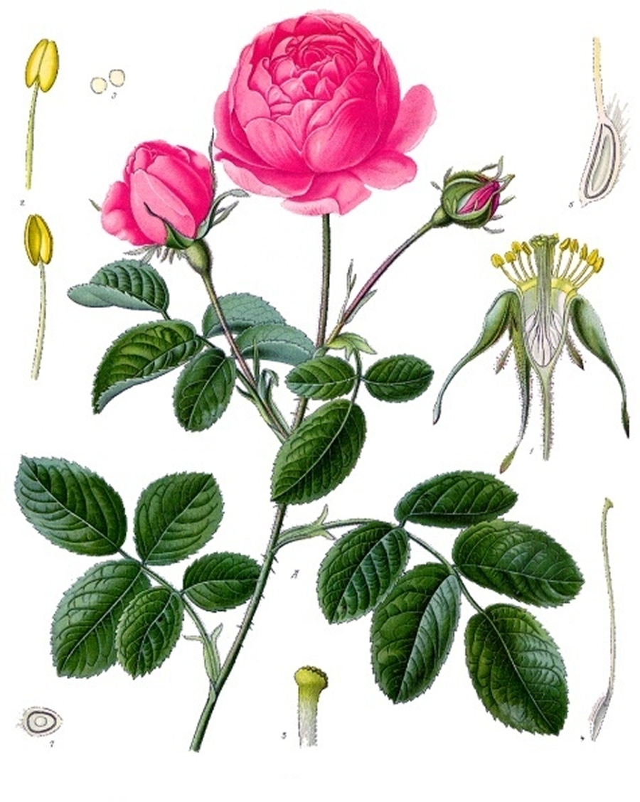 Авторство: Franz Eugen Köhler, Köhler’s Medizinal-Pflanzen. List of Koehler Images, Общественное достояние, https://commons.wikimedia.org/w/index.php?curid=255448