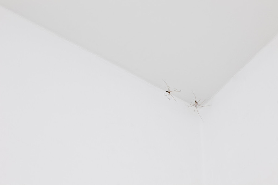 Pierre Huyghe, C.C.&nbsp;Spider, 2011