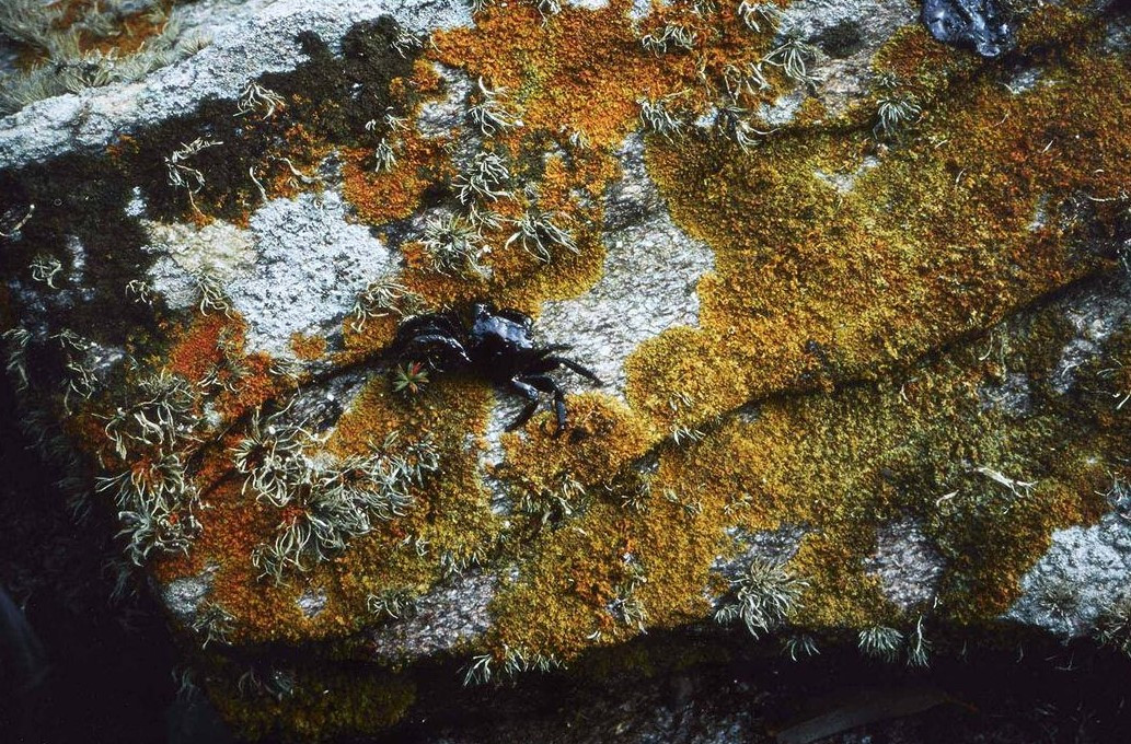 Allan Sekula. Black tide / Marea Negra, 2002&nbsp;— 2003