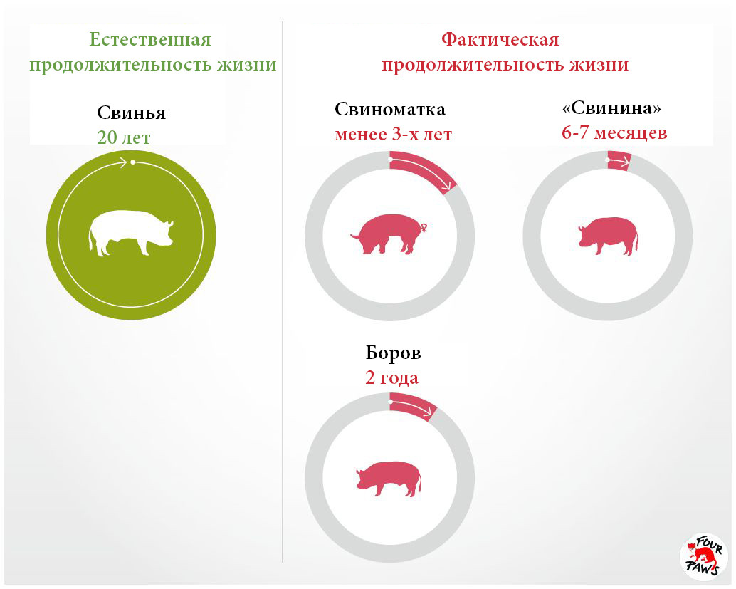 http://www.vier-pfoten.org/en/campaigns/farm-animals/life-expectancy