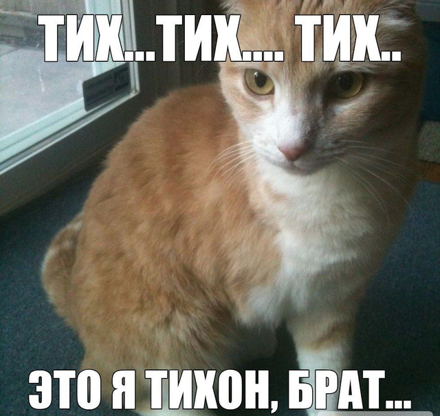 «Тише, Тихон...» — Мемориальная подборка стихотворений в память Трехногого Кота Тихона