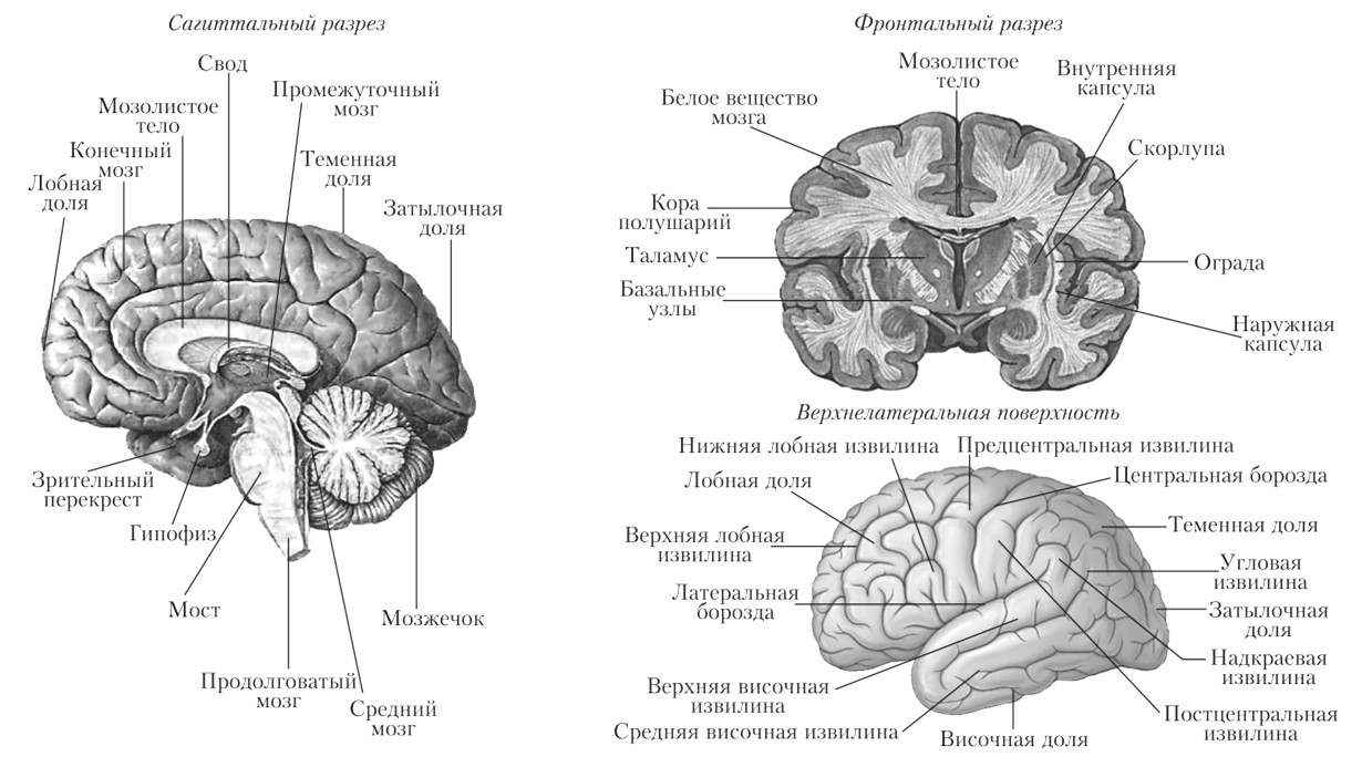 Схема строения головного мозга