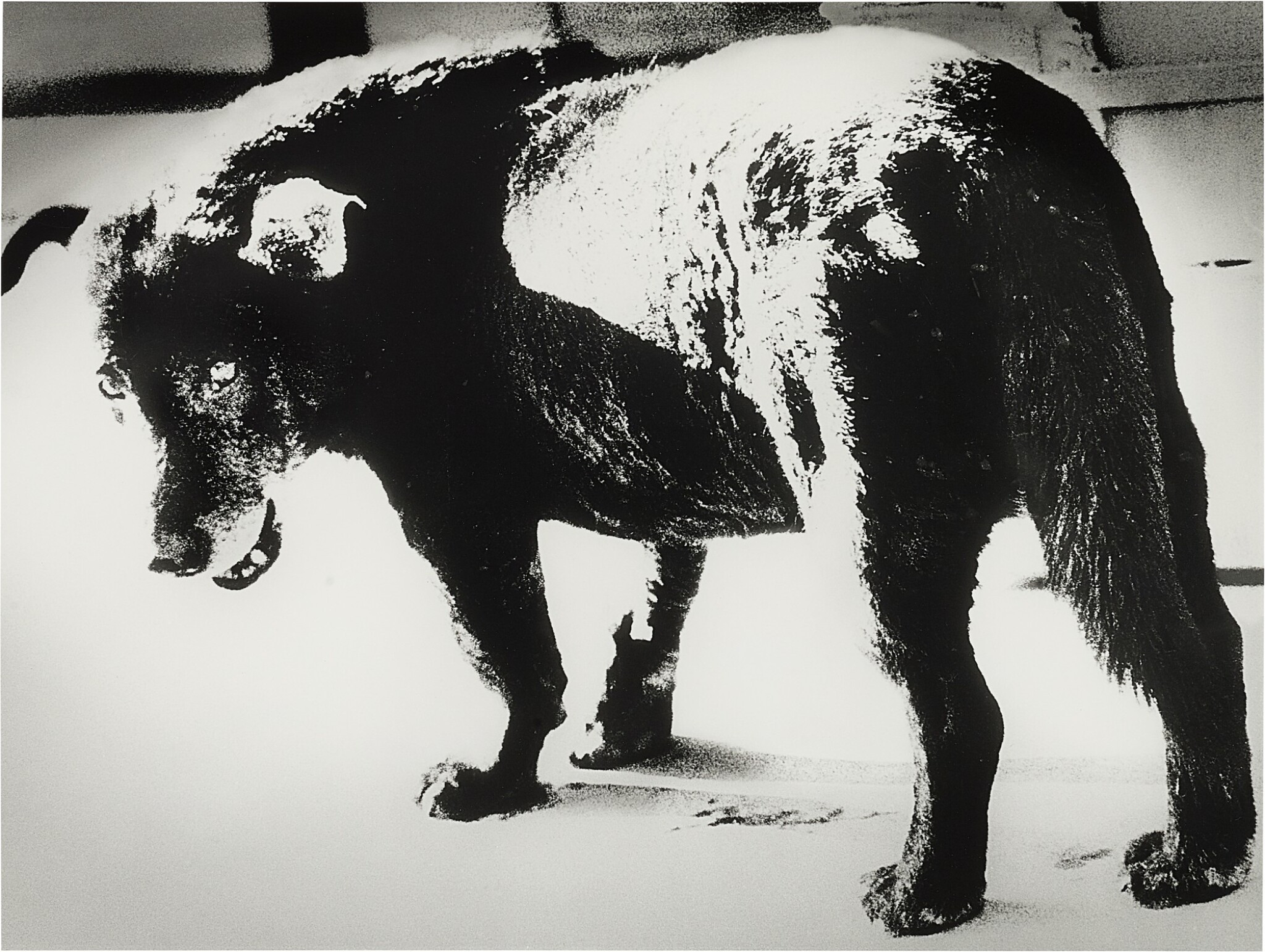 Daido Moriyama, Stray Dog, 1971