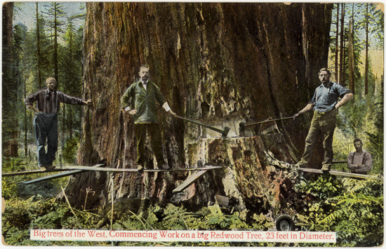 5:13, текст на&nbsp;открытке: Деревья-гиганты запада. Начало работ над&nbsp;гигантским редвудским деревом. 23 фута в&nbsp;диаметре. Опубликовано Джоном О. Ресталлом, Лос-Анджелес, Калифорния. Сделано в&nbsp;Германии.