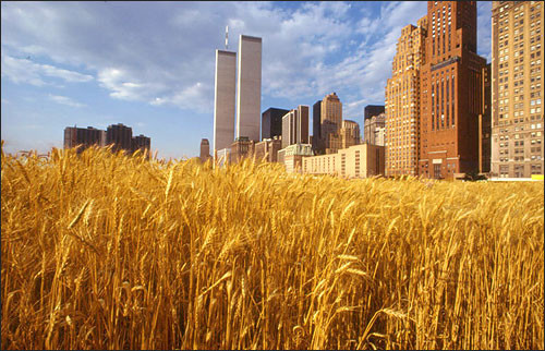 Агнес Денес. «Пшеничное поле&nbsp;— Противостояние». 1982&nbsp;г., Нью-Йорк.