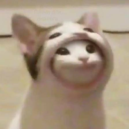 Pop cat