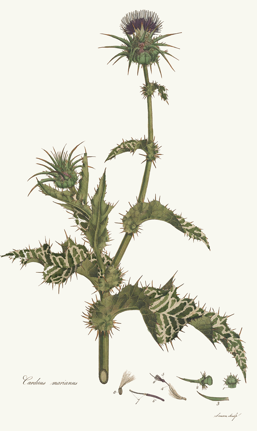 William Curtis, Public domain, via Wikimedia Commons https://upload.wikimedia.org/wikipedia/commons/d/df/Silybum_marianum_-_Flora_Londinensis_-_vol._3_-_t._148.jpg