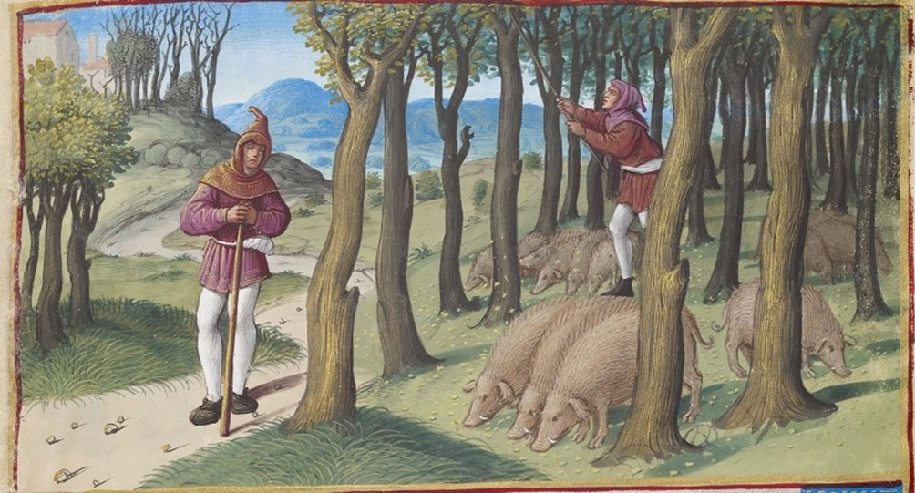 Пастьба свиней в&nbsp;лесу; пастух сбивает желуди. November from the Hours of Henry VIII France, Tours, ca. 1500. Morgan Library MS. H.8 f. 63