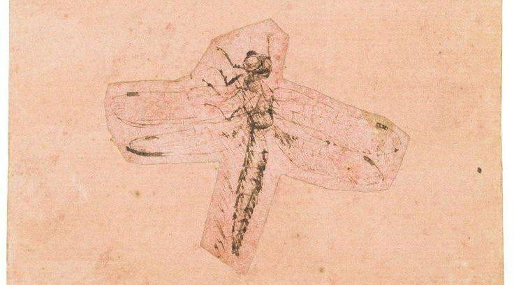 Fragment of Leonardo’s “Two Studies of Insects” (study of a dragonfly)&nbsp;— Museum of Fine Arts