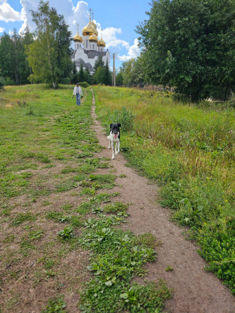 таёжное
