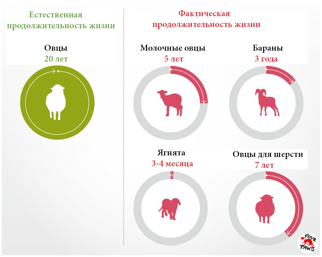 http://www.vier-pfoten.org/en/campaigns/farm-animals/life-expectancy