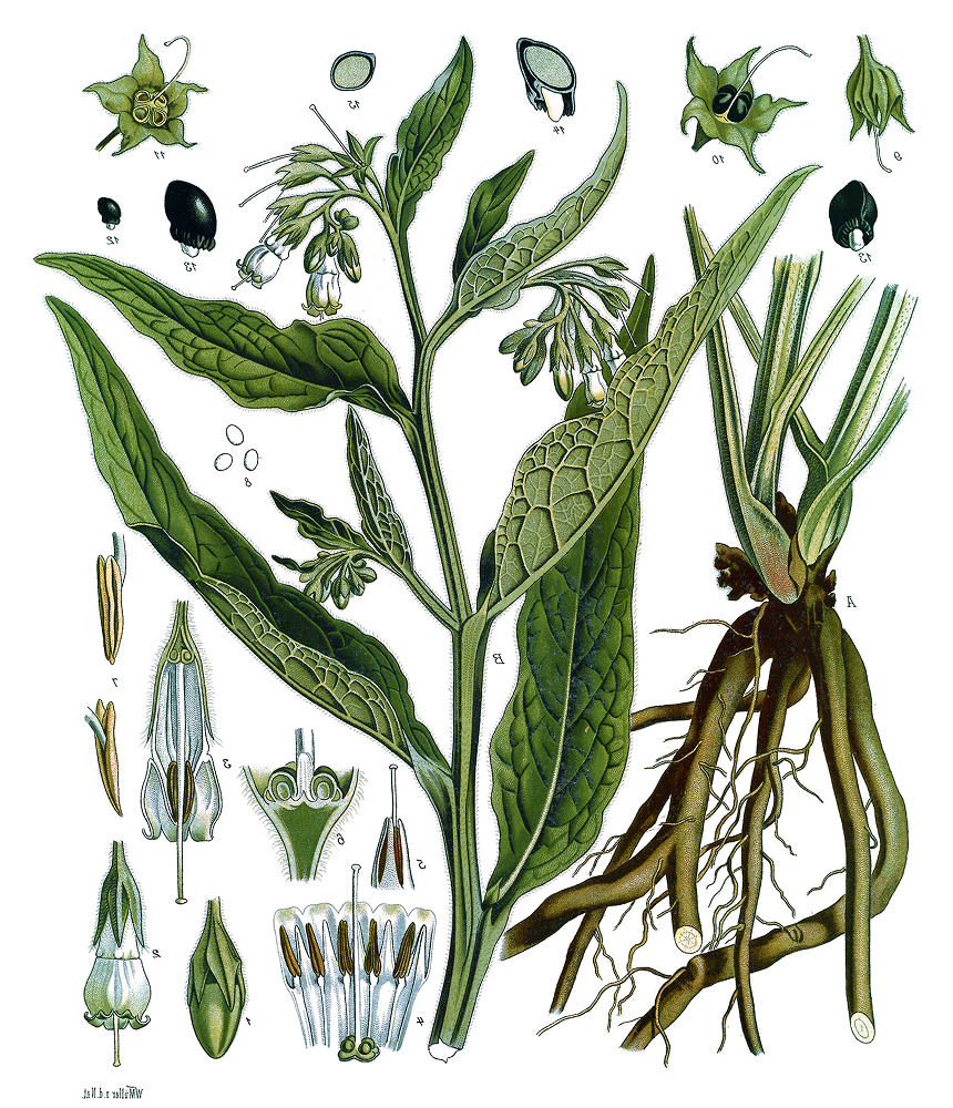 By Walther Otto Müller — Public Domain,  https://commons.wikimedia.org/w/index.php?curid=255628