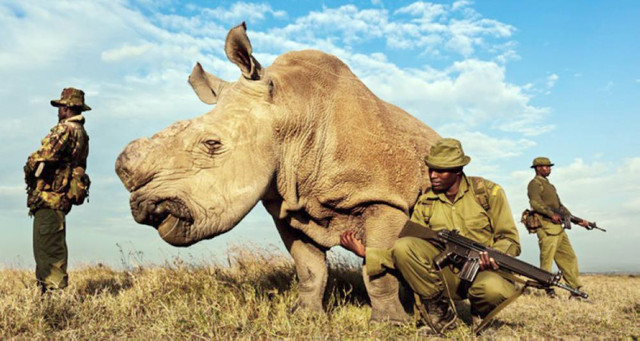 Оседлание носорога