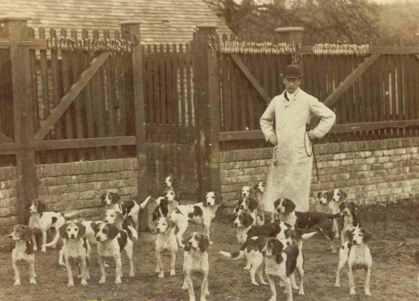 Собаки породы Бигль, Англия, 1885&nbsp;г.