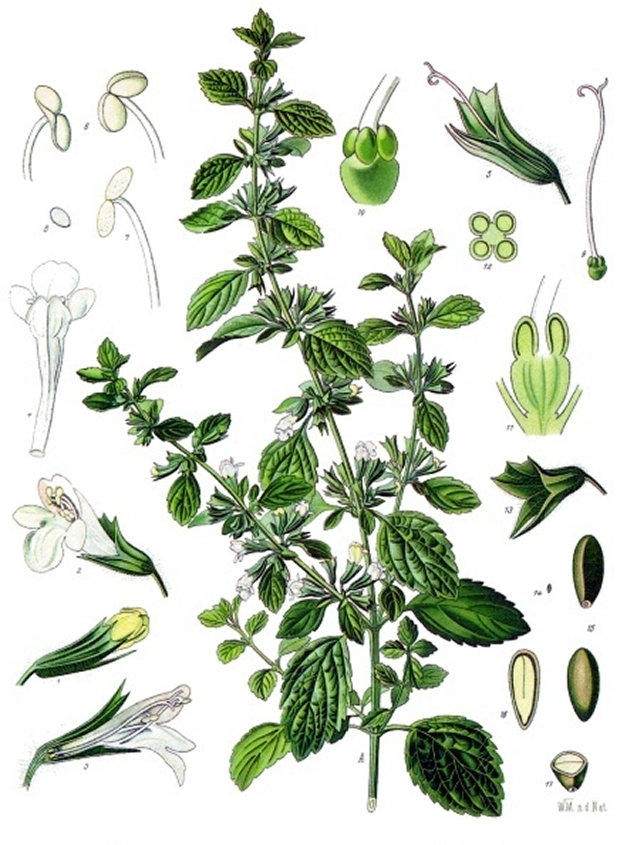 Авторство: Franz Eugen Köhler, Köhler’s Medizinal-Pflanzen. List of Koehler Images, Общественное достояние, https://commons.wikimedia.org/w/index.php?curid=255373