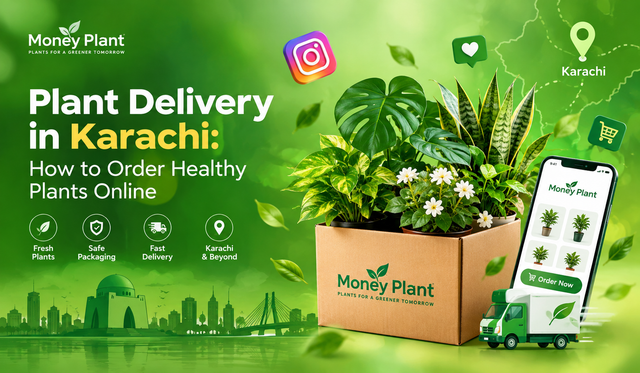 Plant Delivery in Karachi: How to Order Healthy Plants Online