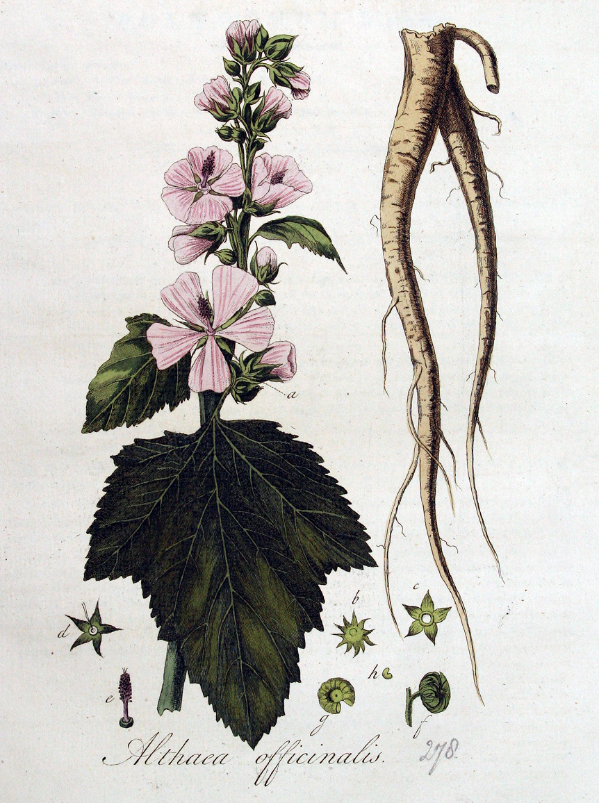 By Jan Kops — www.BioLib.de, Public Domain, https://commons.wikimedia.org/w/index.php?curid=18889050