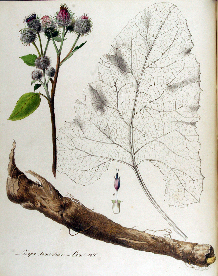 By Jan Kops — www.BioLib.de, Public Domain, https://commons.wikimмedia.org/w/index.php? curid=18913754