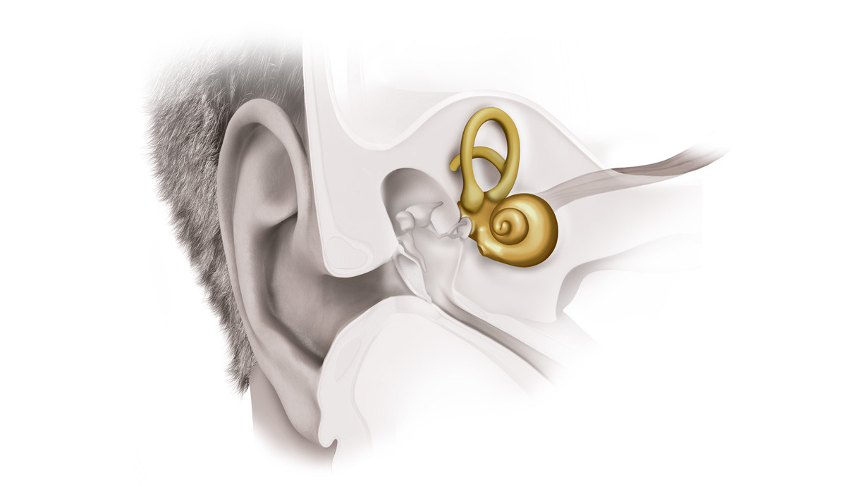 Илл.&nbsp;2. Внутреннее ухо: улитка и&nbsp;слуховой нерв.
