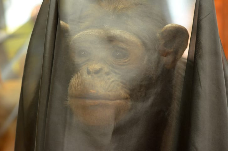 Илл.&nbsp;4. Чучело шимпанзе под траурным саваном, Бристольский музей, 2019. Автор съемки: Фэй Кертис.