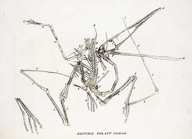 Зарисовка костей птеродактиля&nbsp;Ж. Кювье 1812 http://darwin.lindahall.org/42_cuvier.shtml