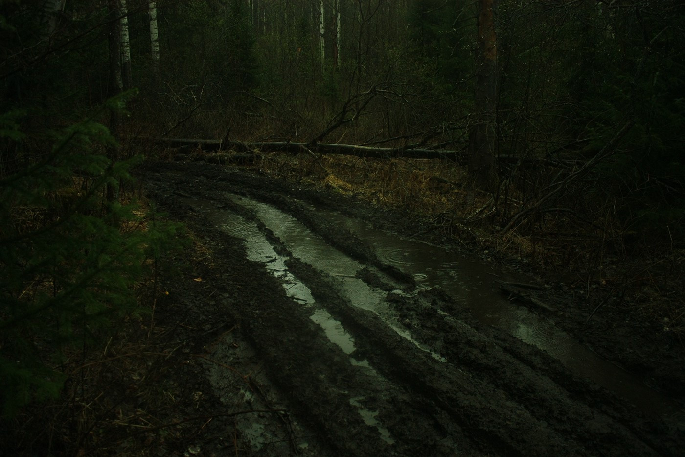 Фото: Айваз Каюмов. Из&nbsp;серии «Spring rain in the distant forest»