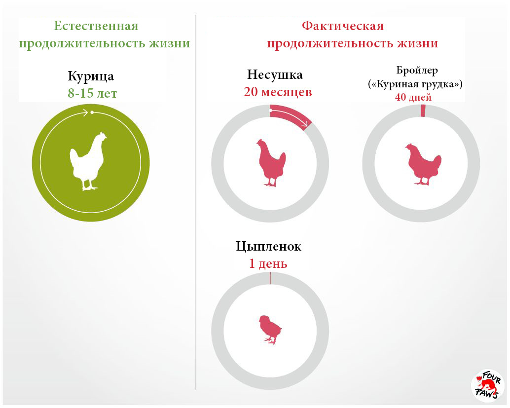 http://www.vier-pfoten.org/en/campaigns/farm-animals/life-expectancy