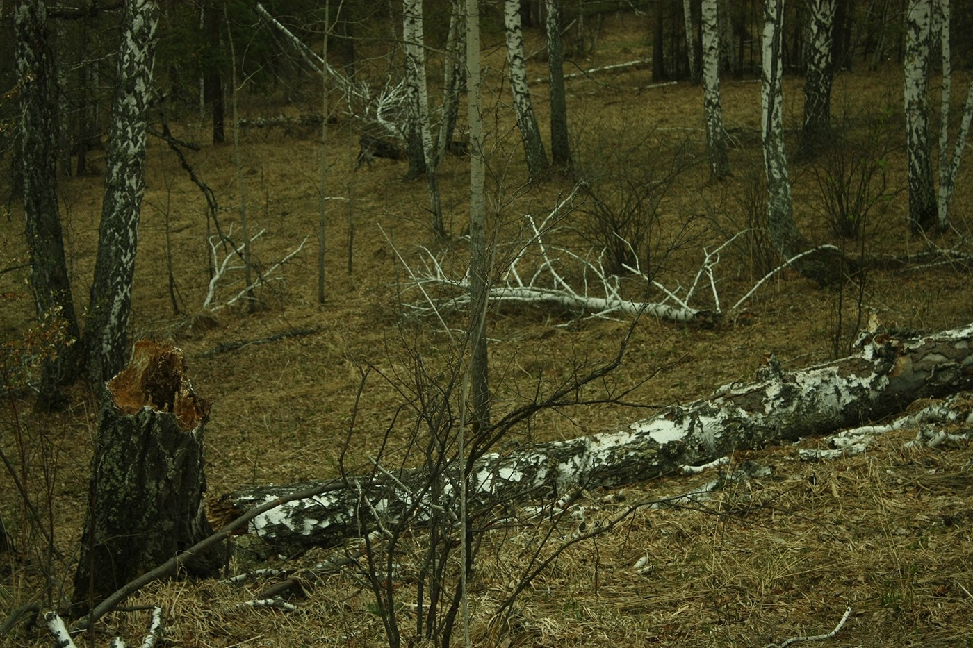 Фото: Айваз Каюмов. In the vicinity of Miass