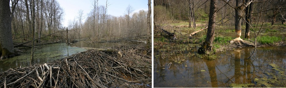 Слева: бобровые плотина и&nbsp;пруд. Справа: бобровая «лесосека». Заповедник «Калужские засеки»