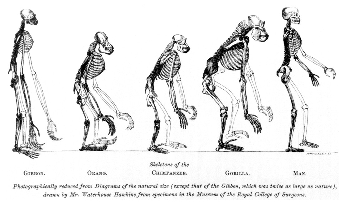 Иллюстрация ряда приматов, составленная Томасом Гексли и&nbsp;ставшая прообразом для дальнейших схематизаций антропогенеза