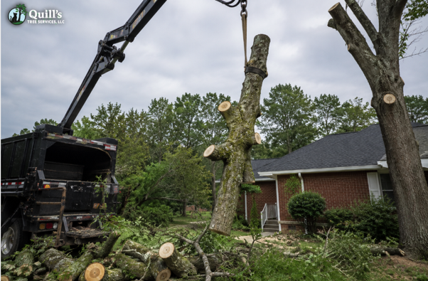 Why Seasonal Tree Inspections Prevent Bigger Problems Later