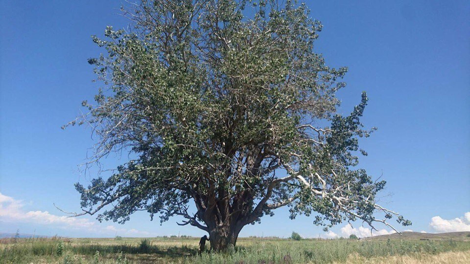 Священное дерево Жалгыз Терек, Иссык-Кульская область. Архив Н. П.