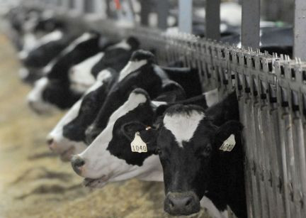 http://veganbits.com/wp-content/uploads/2013/09/factory-farm-cows.jpg