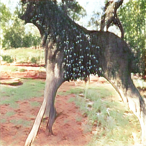 Wanari (mulga) tree в&nbsp;Алис-спринг, 26, 28.