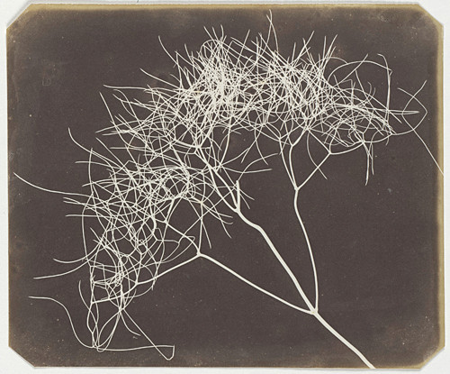 Wild Fennel (1841). William Henry Fox Talbot.The Metropolitan Museum of Art, New York.