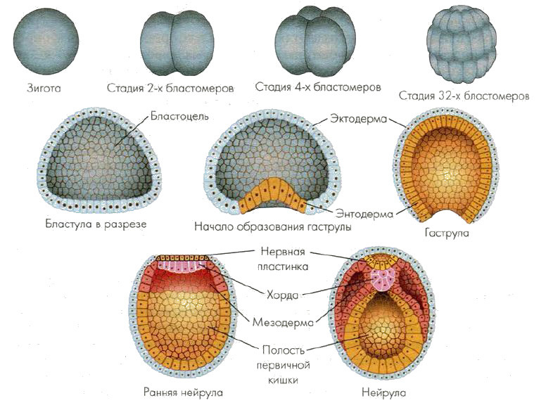 Эмбриогенез как&nbsp;пример складкообразования материальных поверхностей