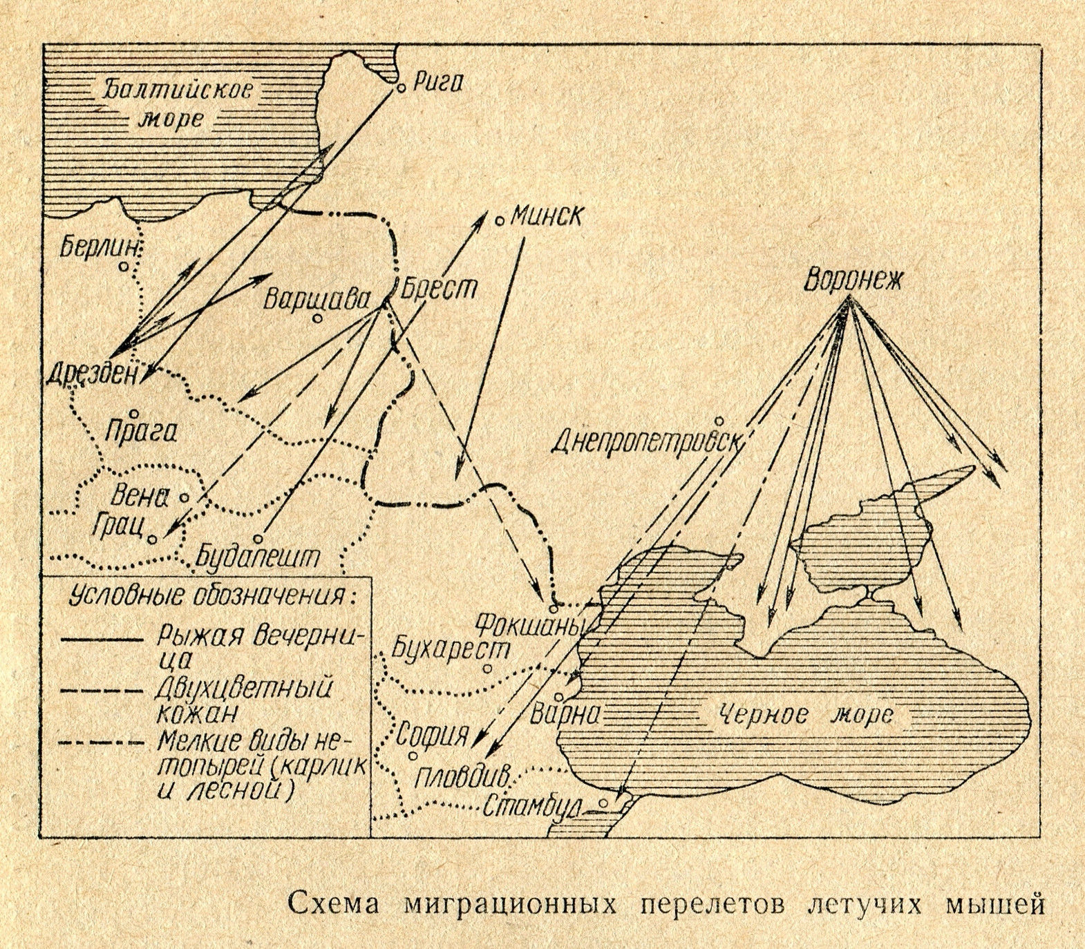 Курсков А.Н.&nbsp;Рукокрылые охотники [Текст].&nbsp;— Москва : Лесн. пром-сть, 1978.&nbsp;— с&nbsp;79