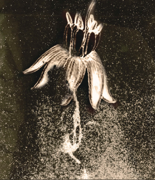 Illustration from the book "The Chernobyl Herbarium" Michael Marder with artworks by Anaïs Tondeur Comandra umbellata santalaceae, Photogram on rag paper, 2011-2016. Exclusion Zone, Chernobyl, Ukraine — Radiation level: 1.7 microsieverts/h.