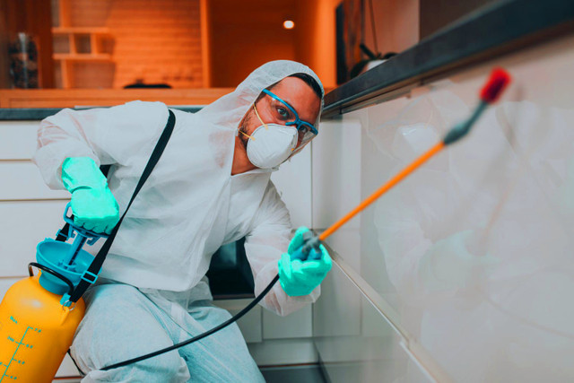 Affordable Pest Exterminator in Welland