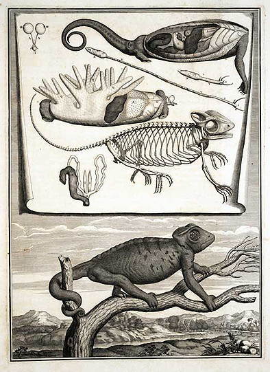 Клод Перро. Хамелеон. Mémoires pour servir à l’histoire naturelle des animaux, 1676. (http://darwin.lindahall.org/)