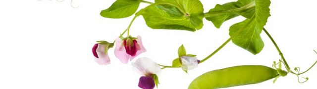 How Natural Organics Skin Perfection Formulates Paraben‑Free Serums with SNAP‑8 Peptide