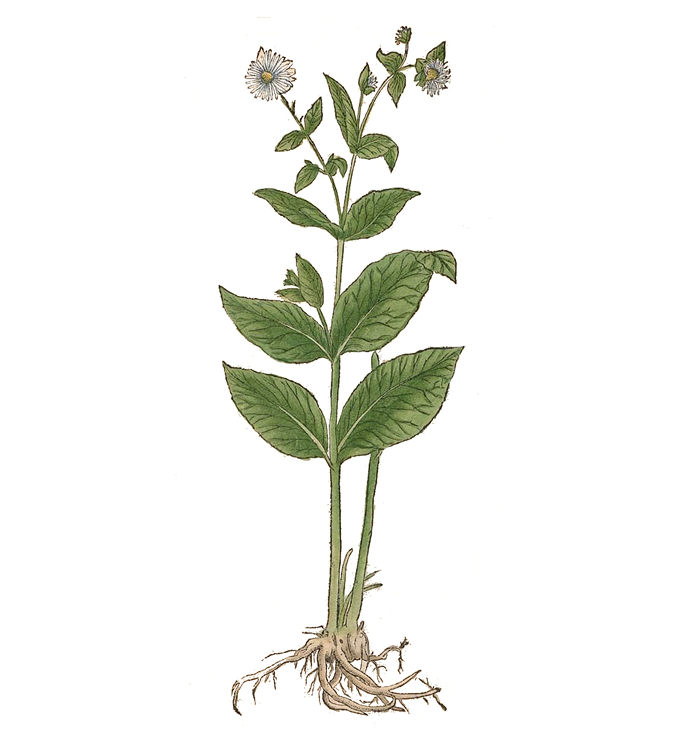 By Unknown author — Otto Brunfels. Kräuterbuch, Public Domain, https://commons.wikimedia.org/w/index.php?curid=66554619