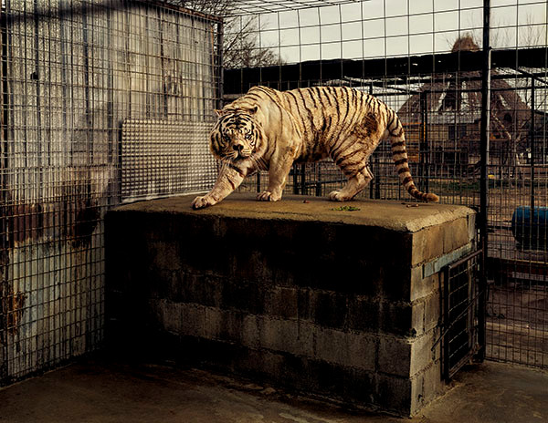 Taryn Simon, White Tiger (Kenny), Selective Inbreeding, Turpentine Creek Wildlife Refuge and Foundation, Eureka Springs, Arkansas